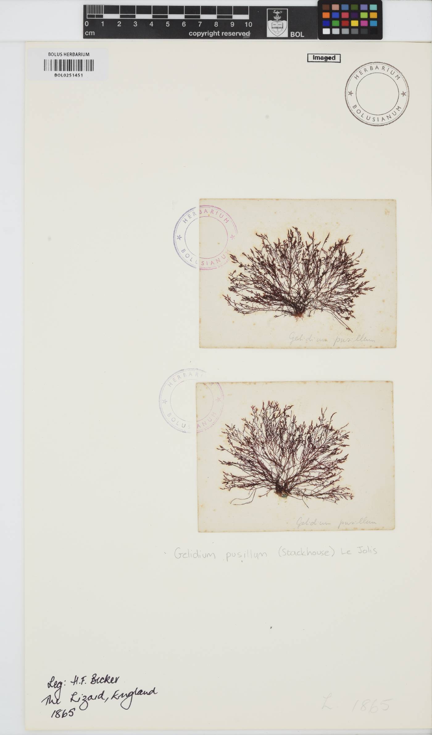 Gelidium pusillum image
