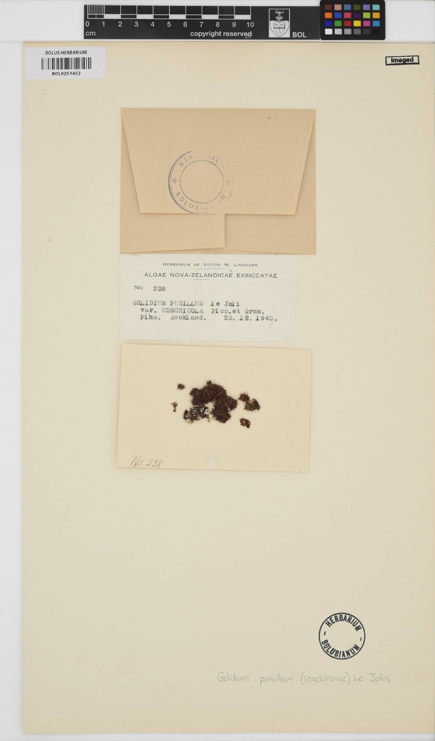 Gelidium pusillum image