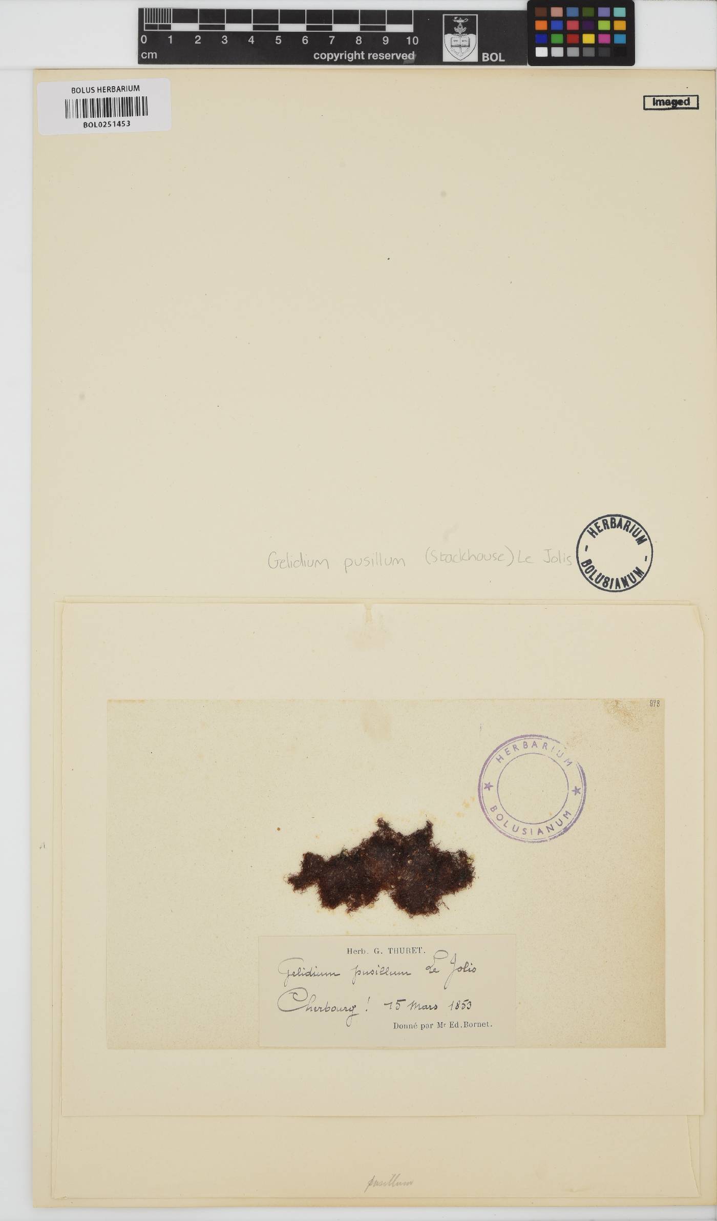 Gelidium pusillum image