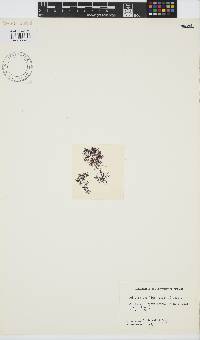 Gelidium pusillum image