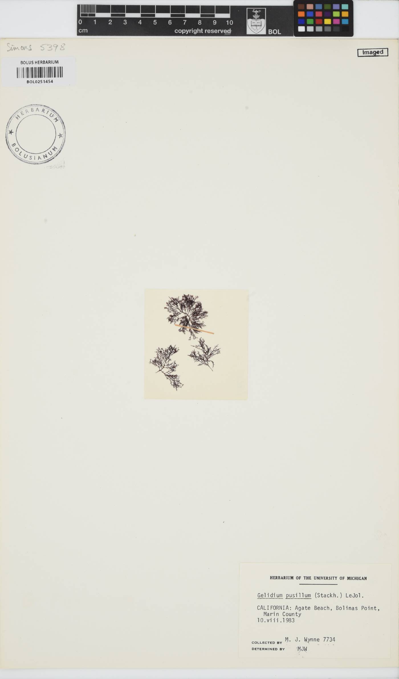 Gelidium pusillum image