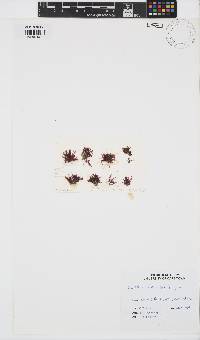 Gelidium reptans image