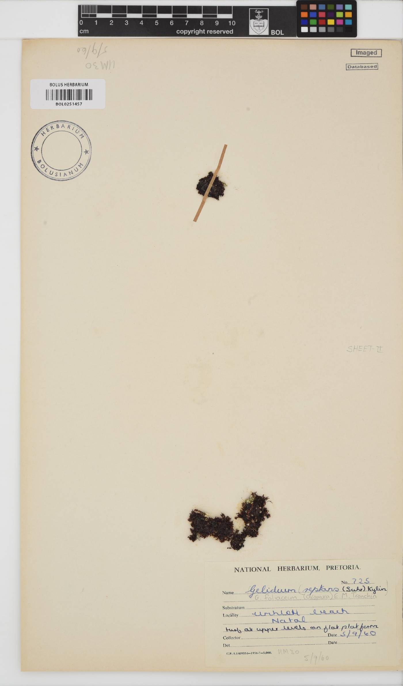 Gelidium foliaceum image