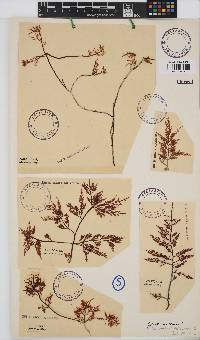 Gelidium robustum image