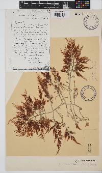 Gelidium robustum image