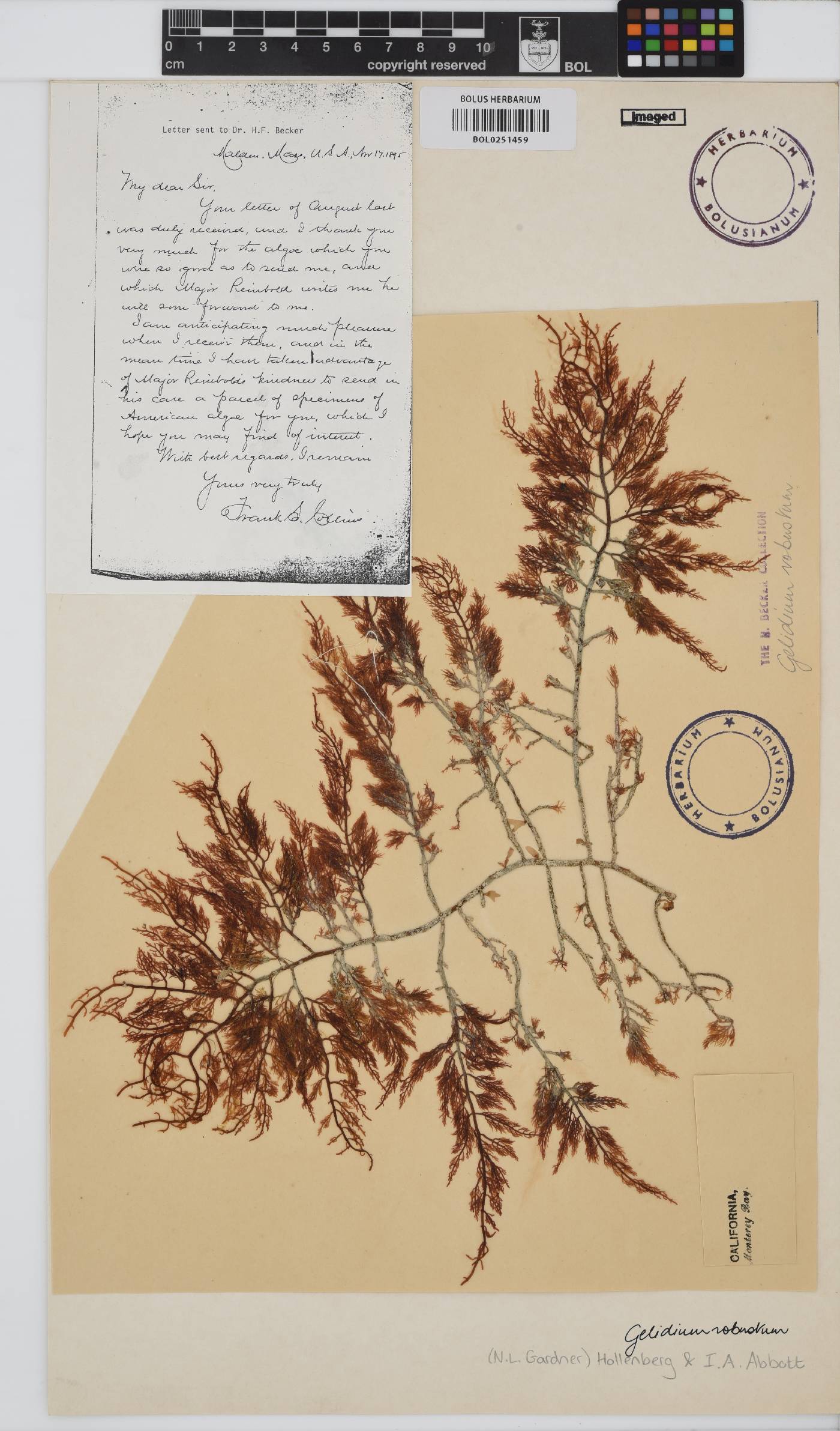Gelidium robustum image