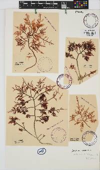 Gelidium robustum image