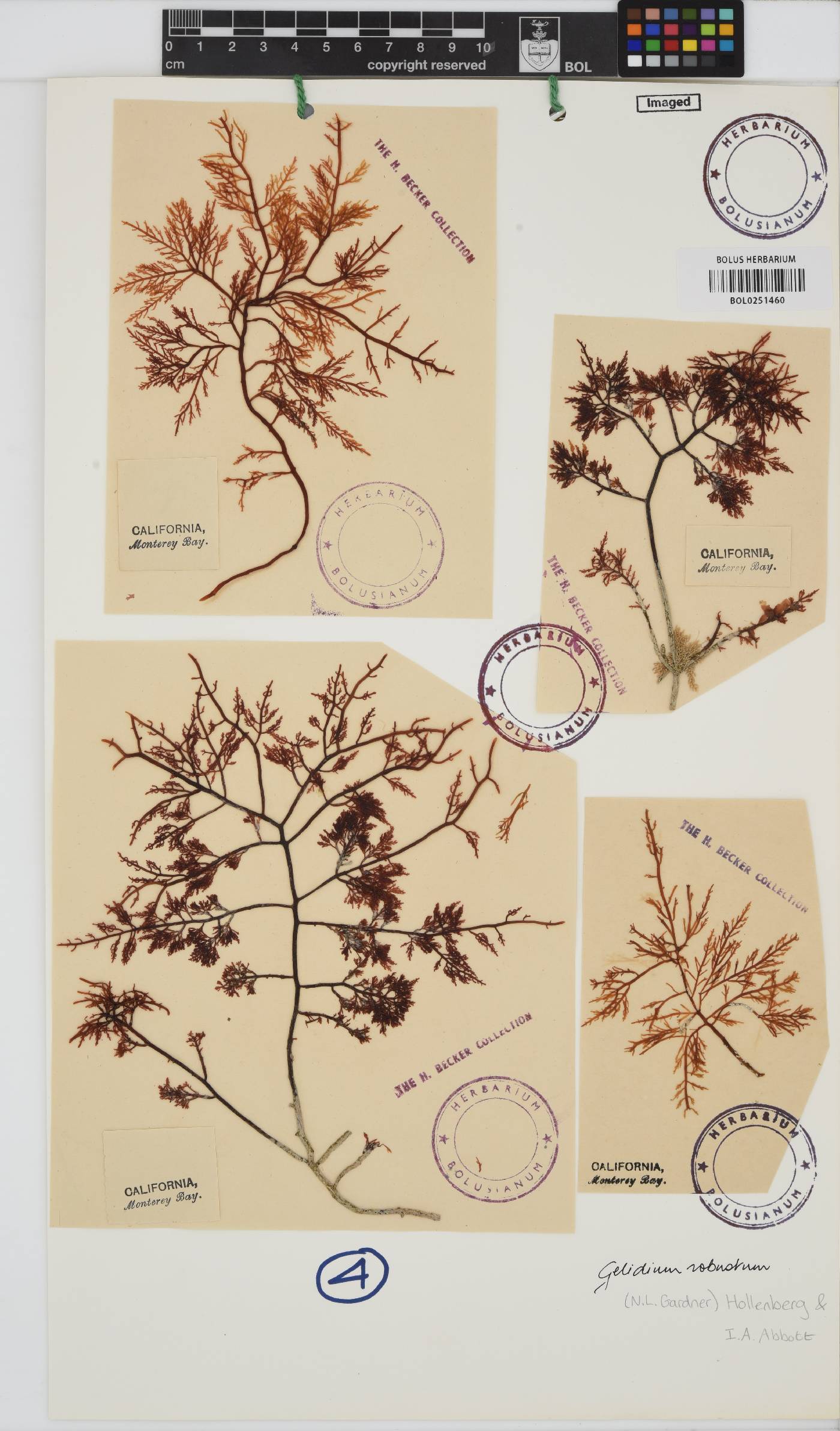 Gelidium robustum image