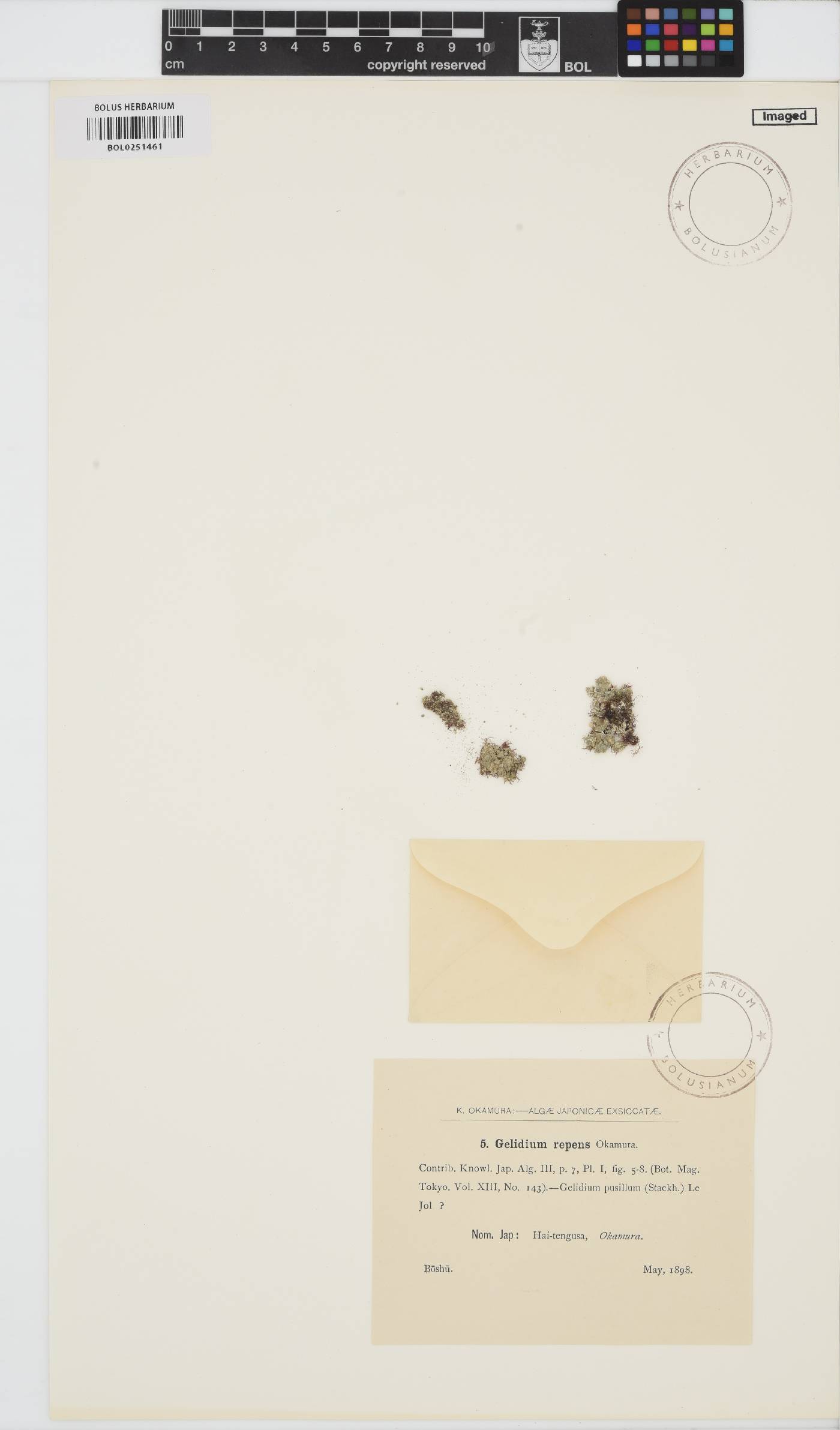 Gelidium pusillum image