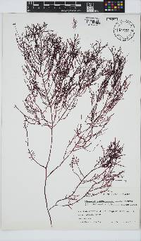 Gelidium corneum image