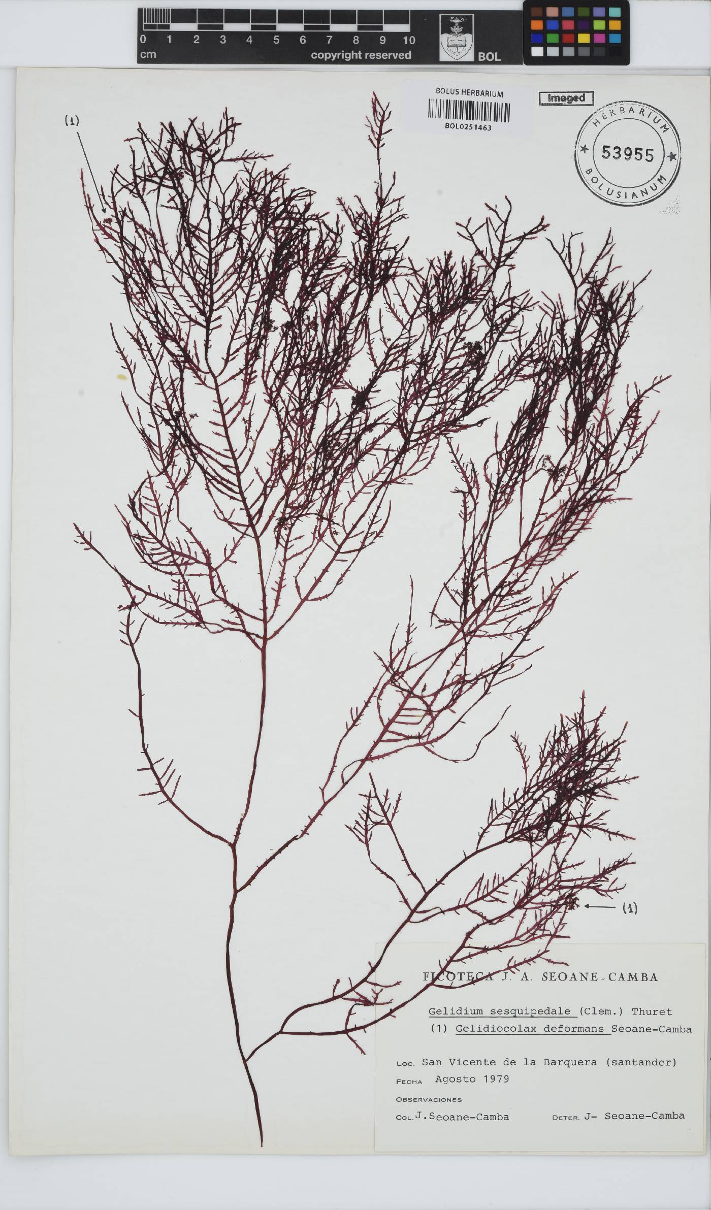 Gelidium corneum image