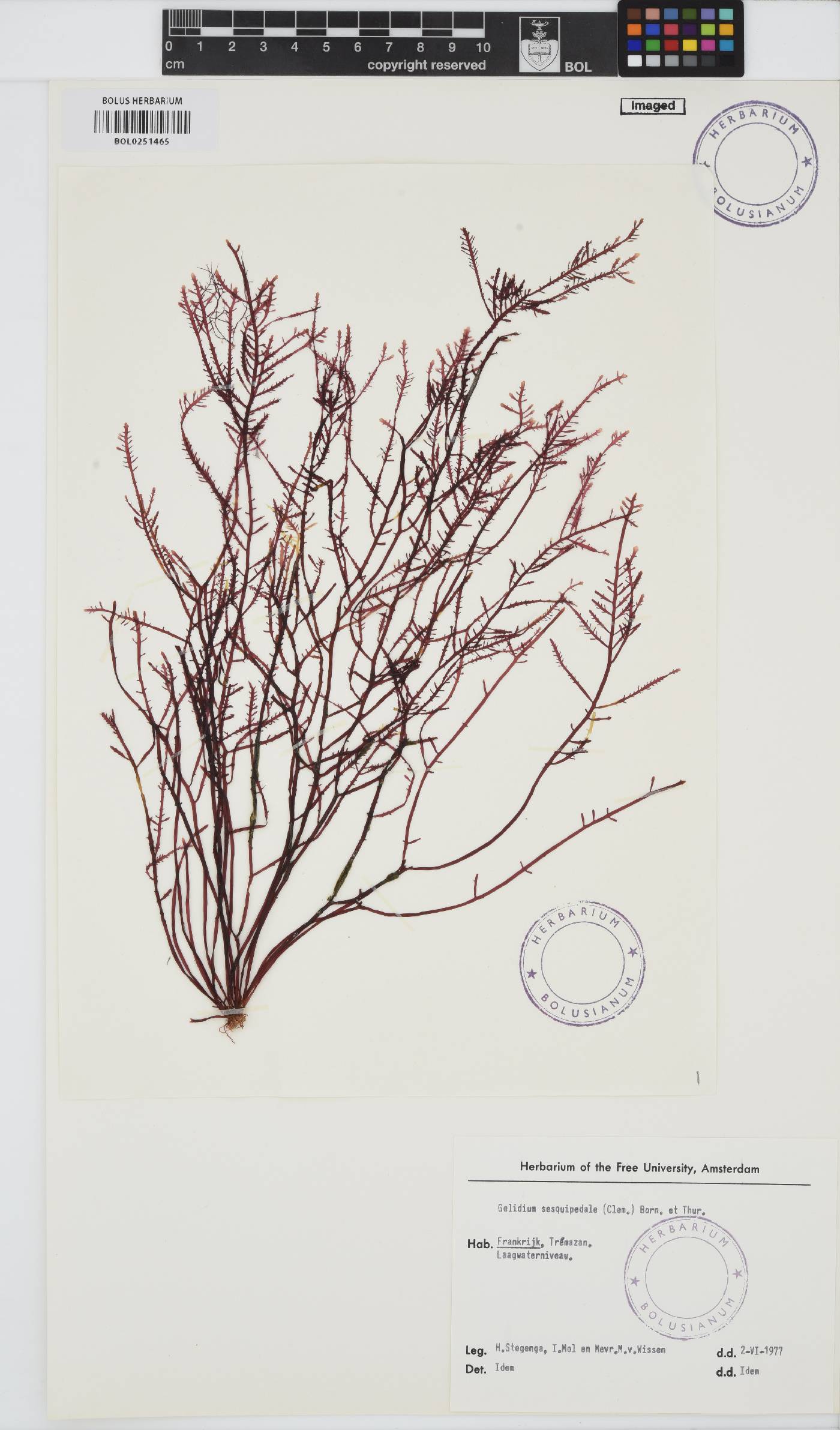 Gelidium corneum image