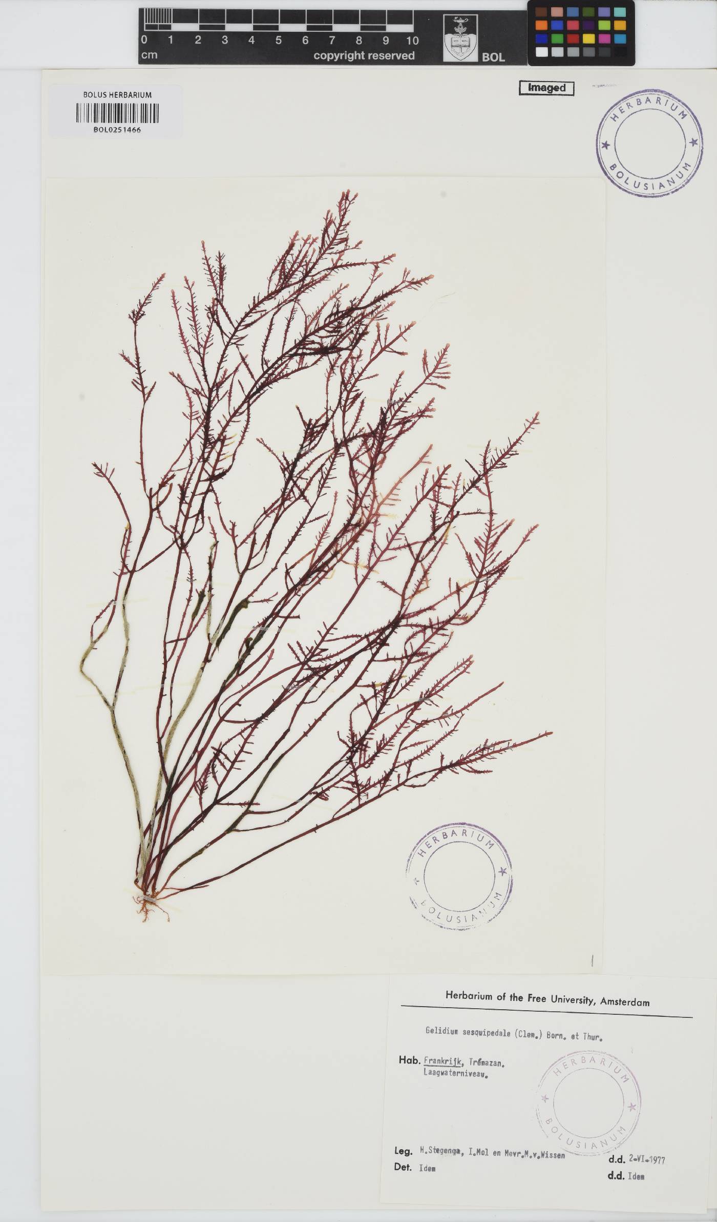 Gelidium corneum image