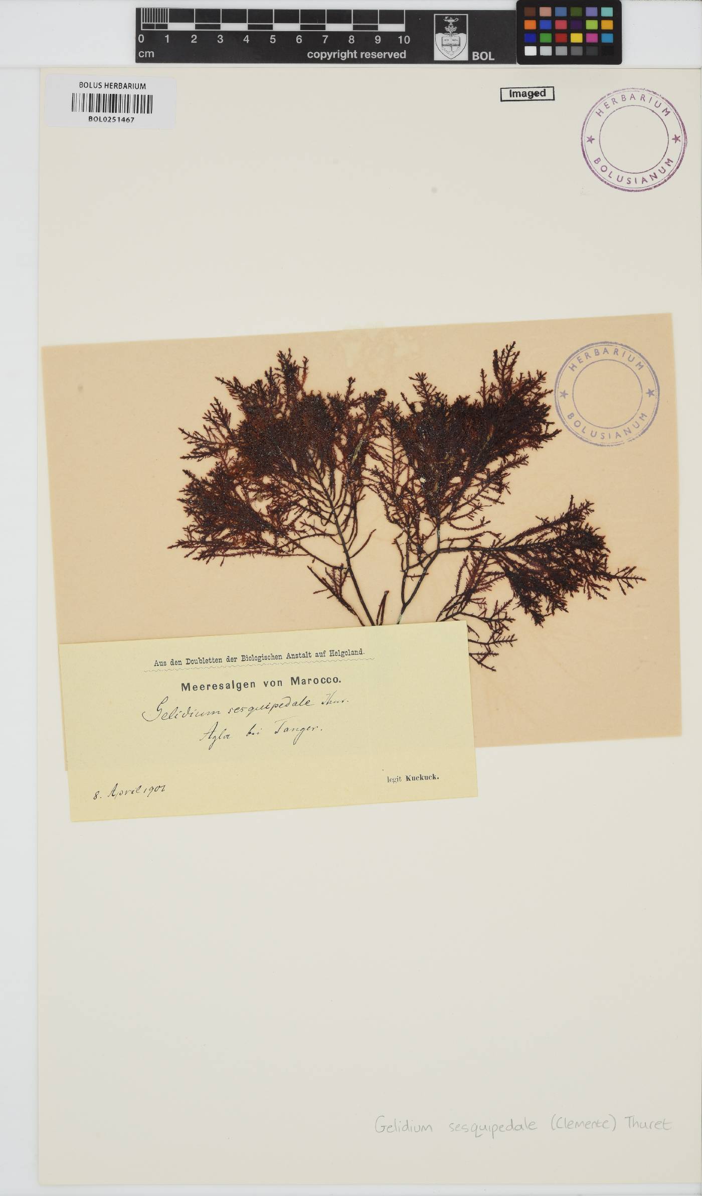 Gelidium corneum image