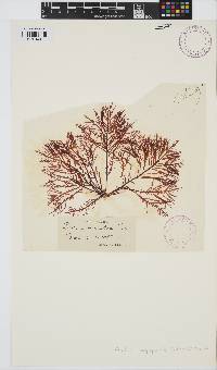Gelidium corneum image