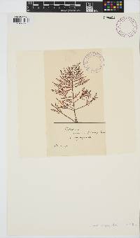 Gelidium corneum image