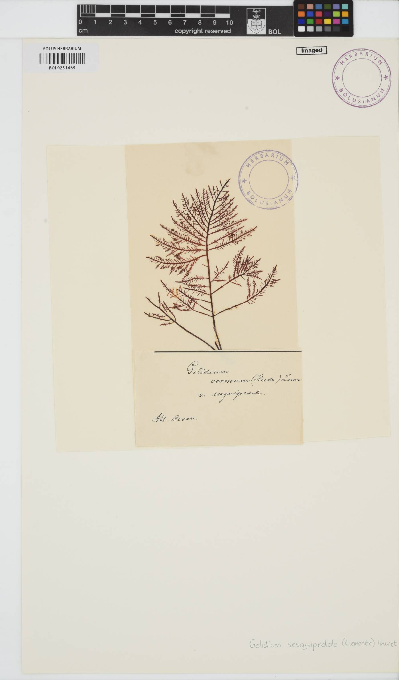 Gelidium corneum image