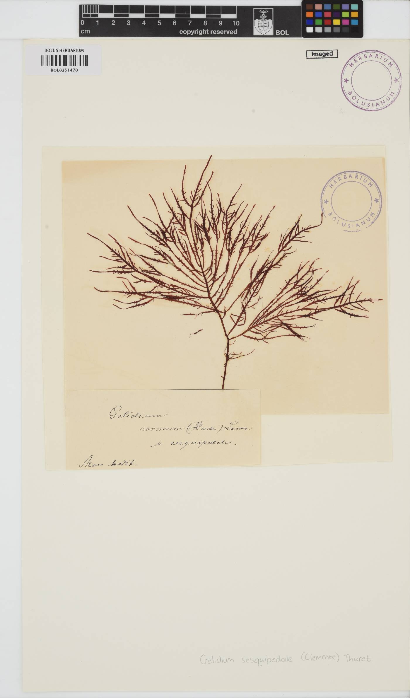 Gelidium corneum image