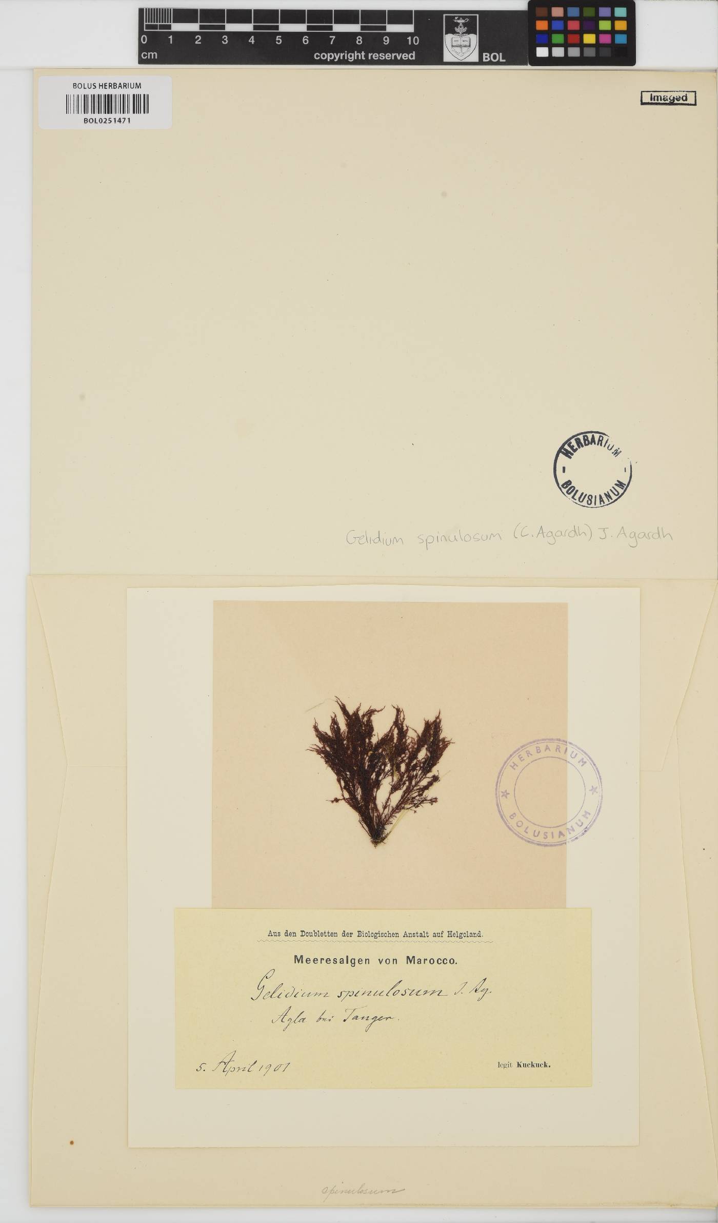 Gelidium microdon image