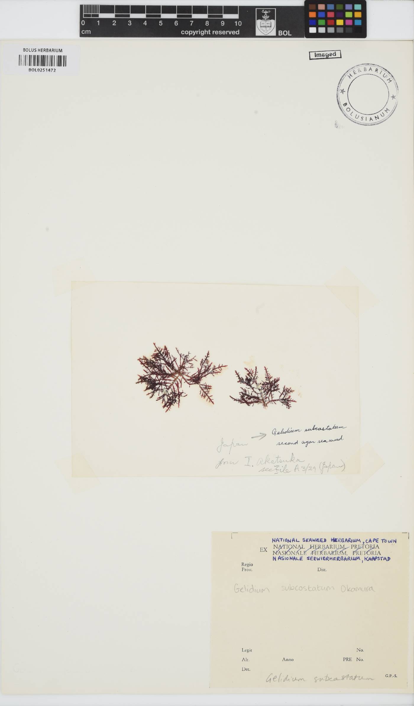 Ptilophora subcostata image