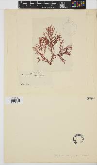 Ptilophora subcostata image