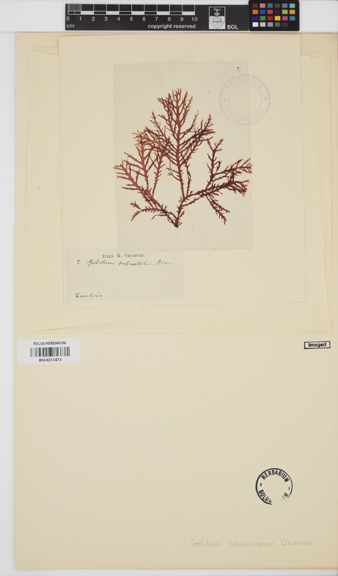 Ptilophora subcostata image