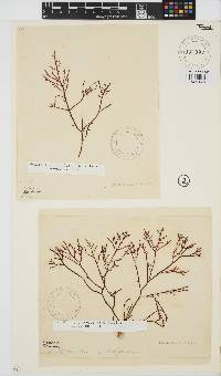 Gelidium versicolor image