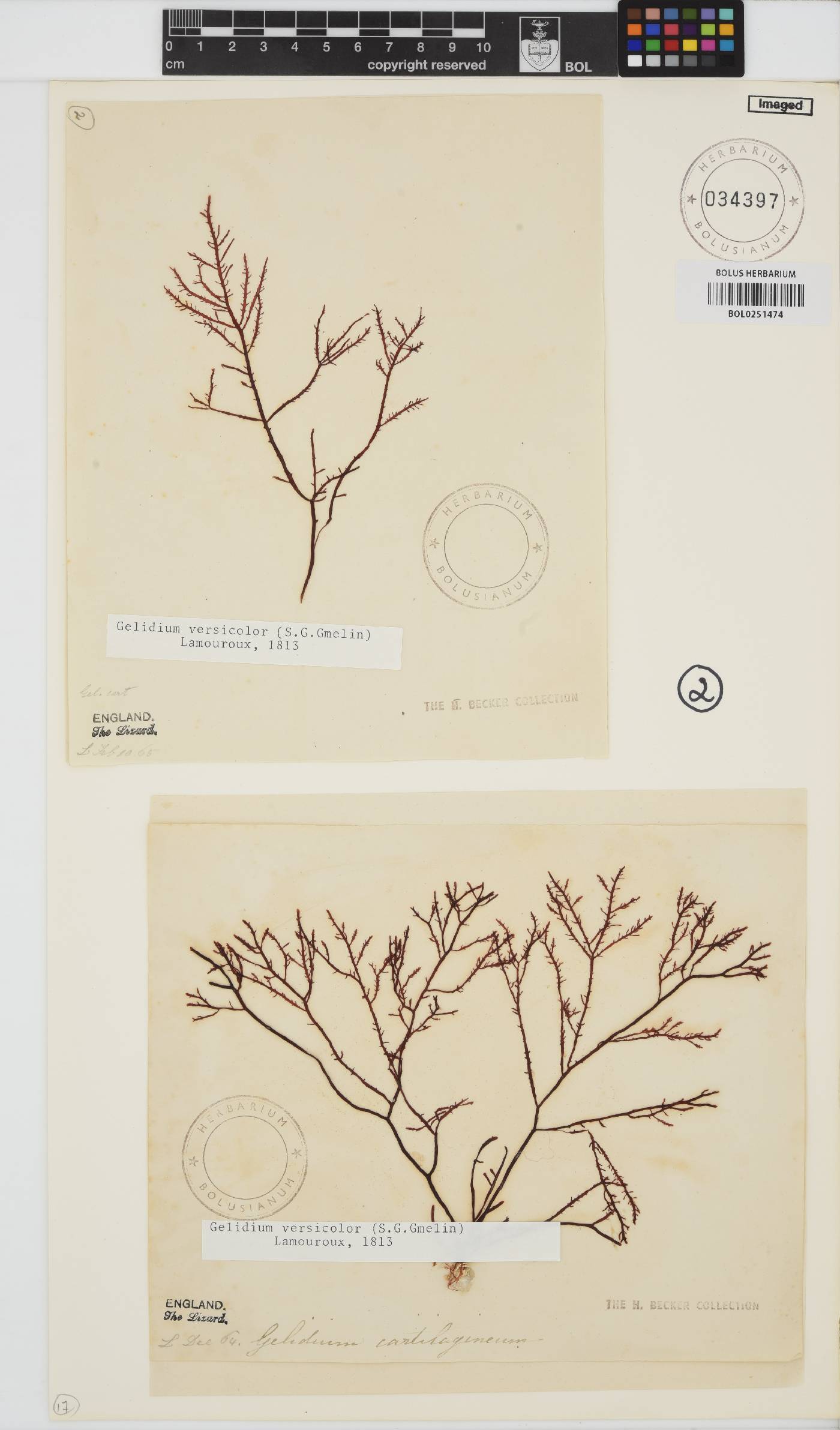 Gelidium versicolor image