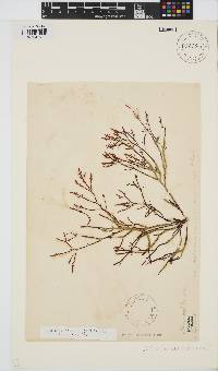 Gelidium versicolor image