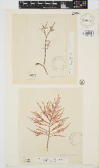 Gelidium versicolor image
