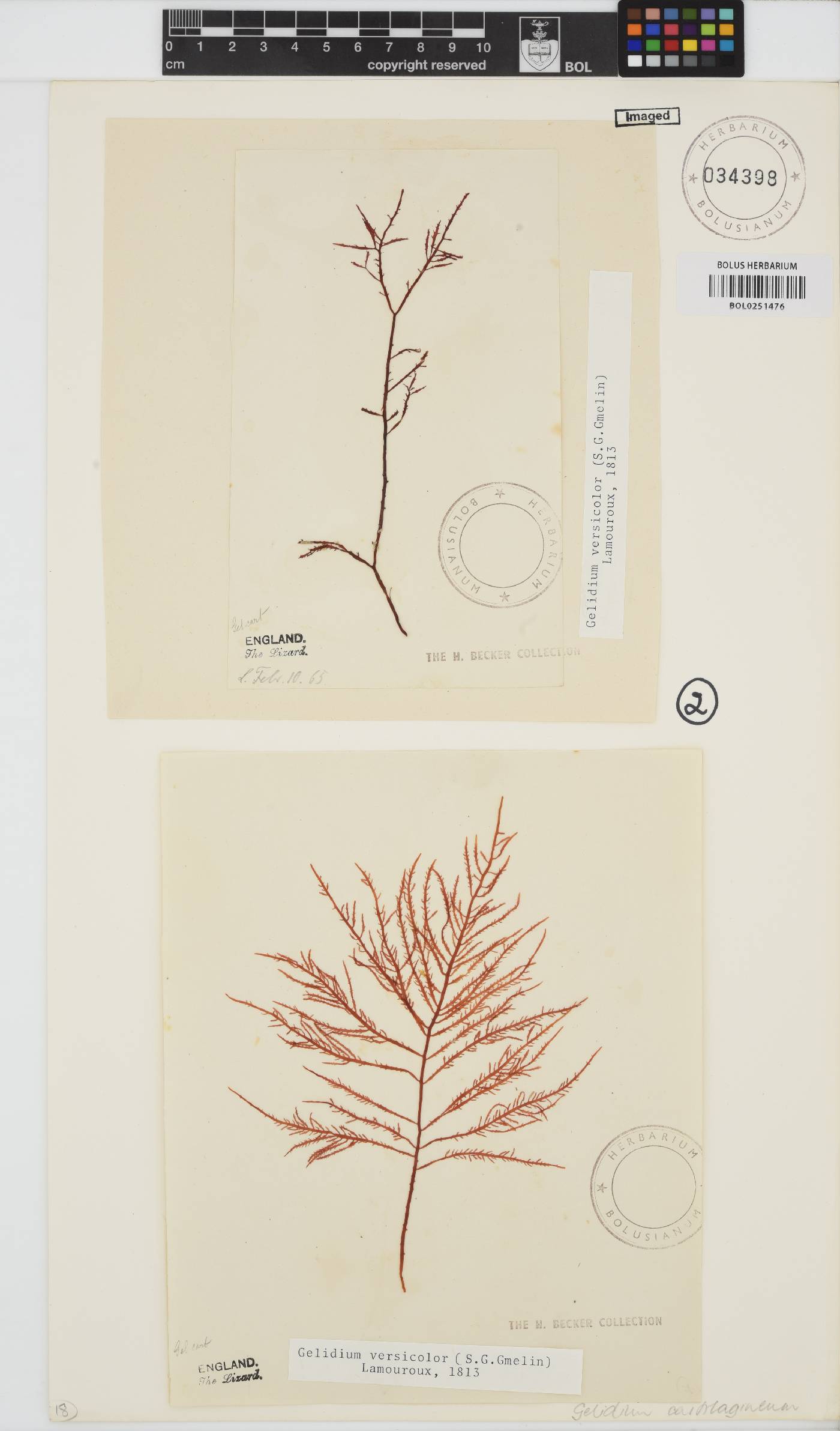 Gelidium versicolor image