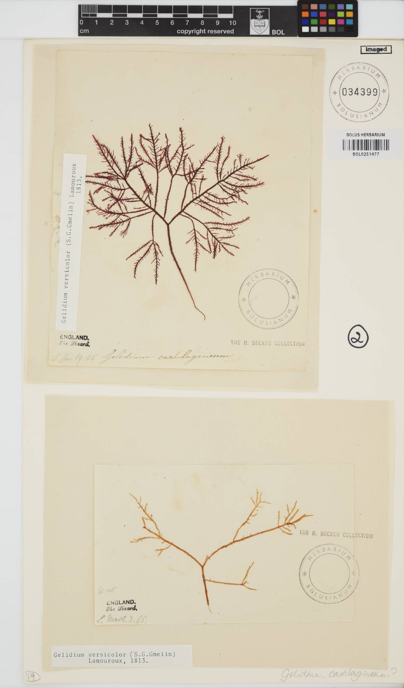 Gelidium versicolor image