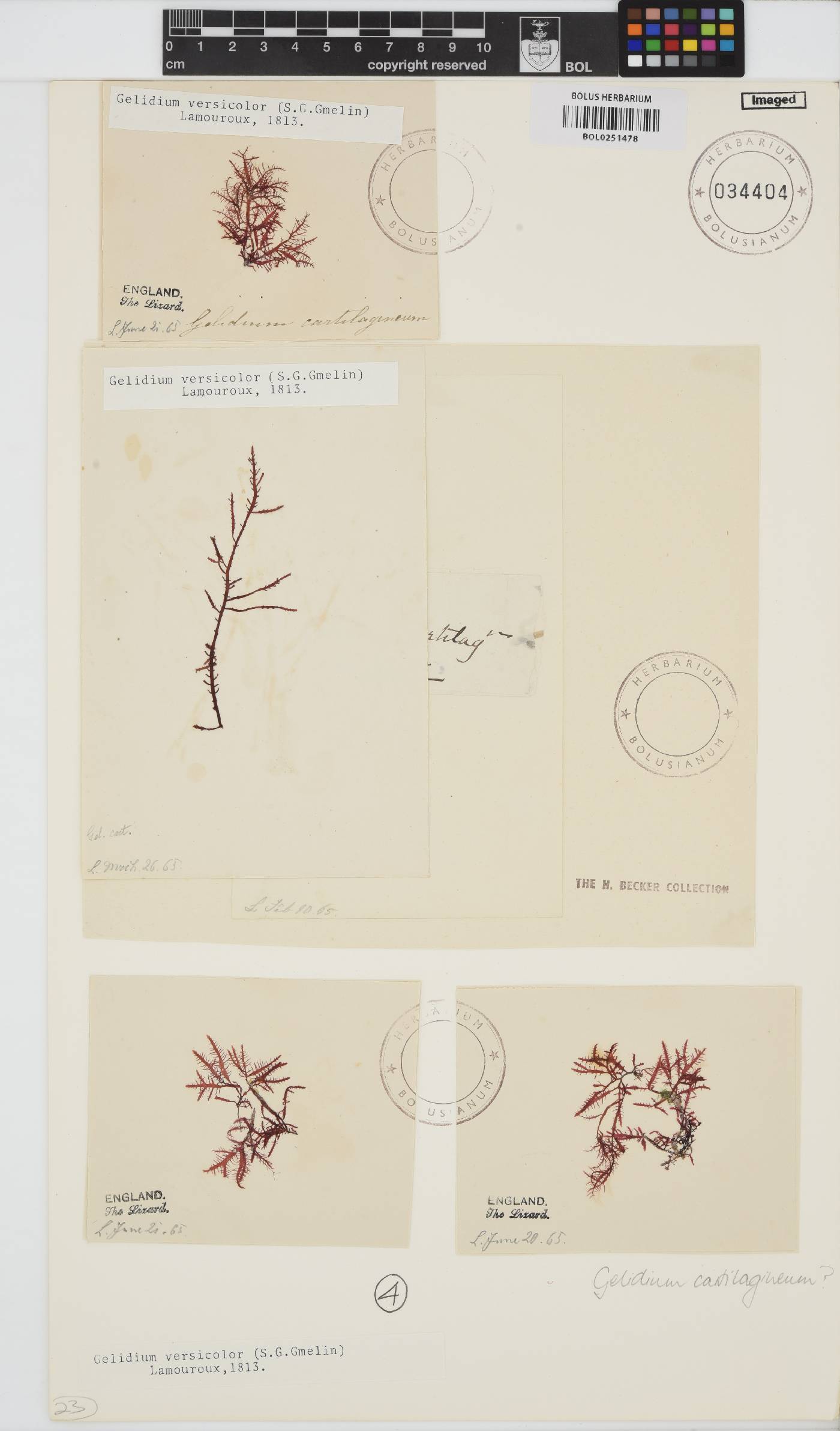 Gelidium versicolor image