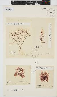 Gelidium versicolor image