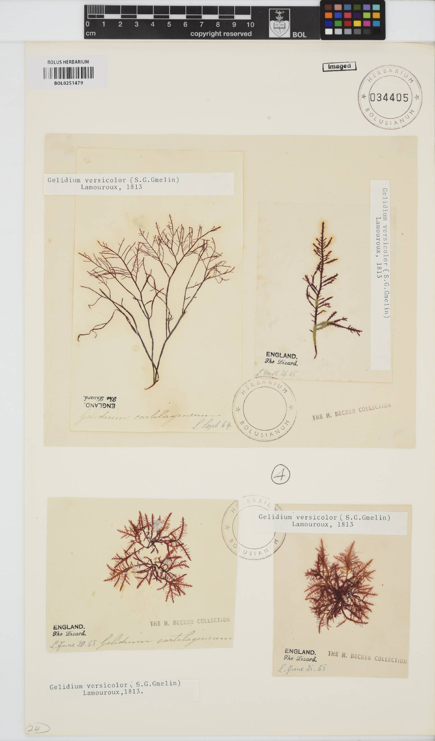 Gelidium versicolor image