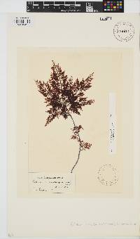 Gelidium versicolor image