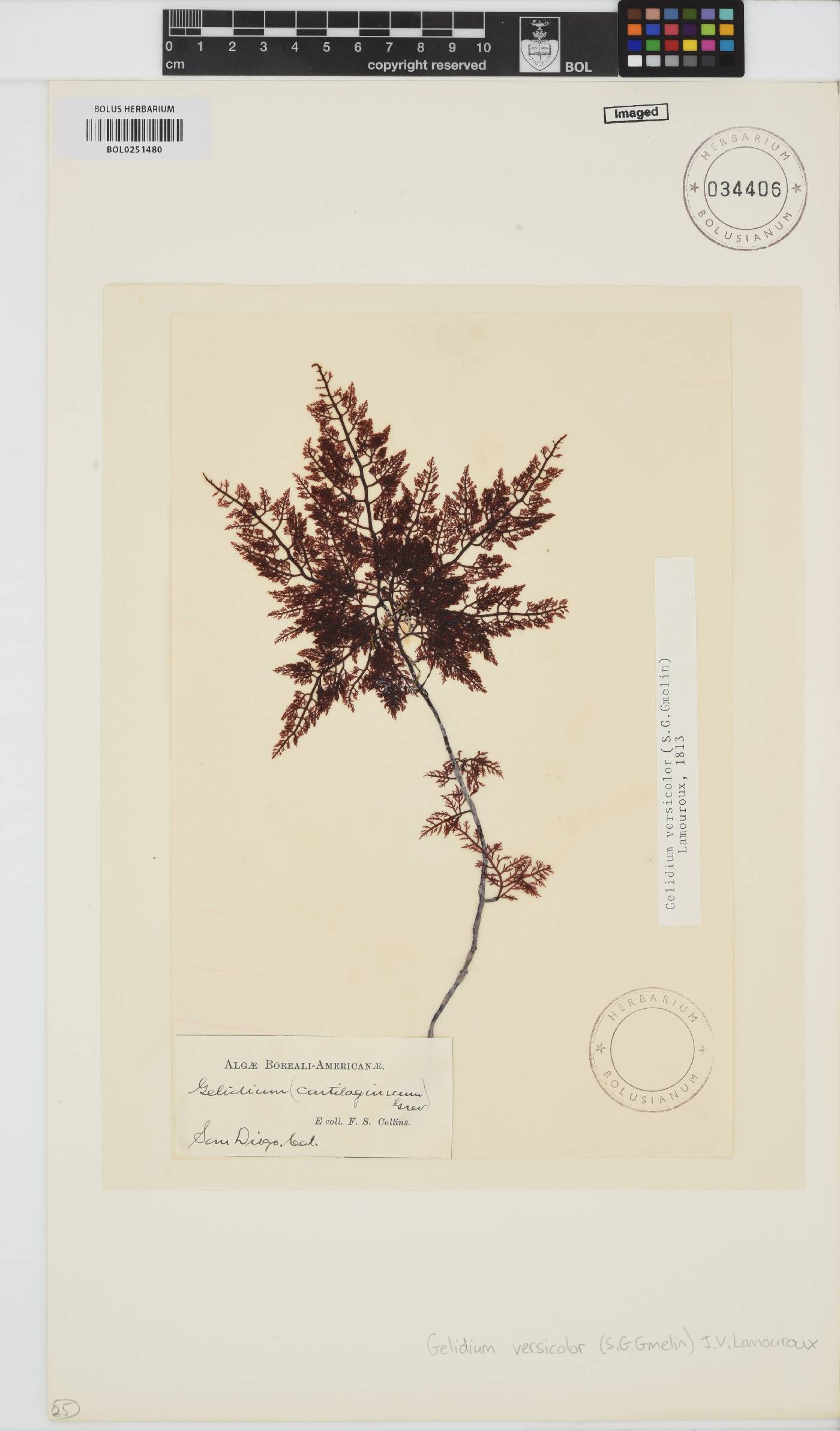 Gelidium versicolor image