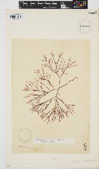 Gelidium versicolor image