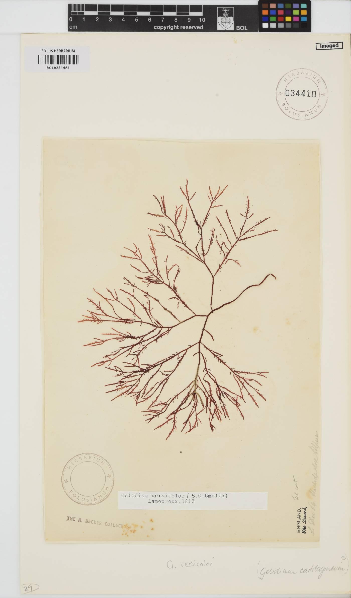 Gelidium versicolor image