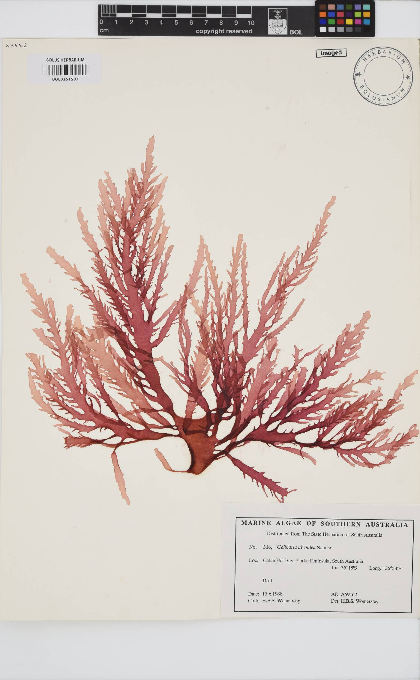 Gelinaria ulvoidea image