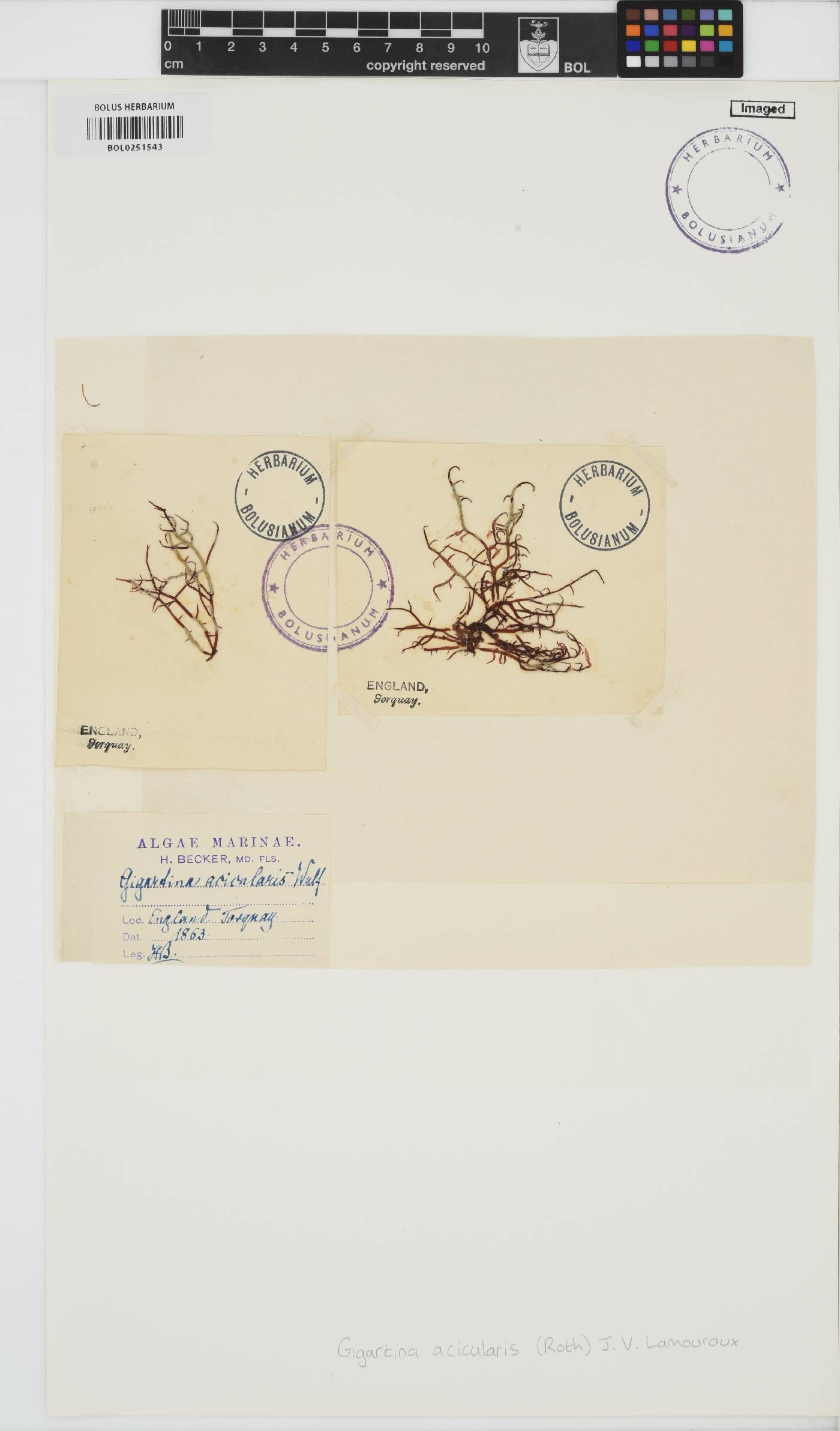 Chondracanthus acicularis image