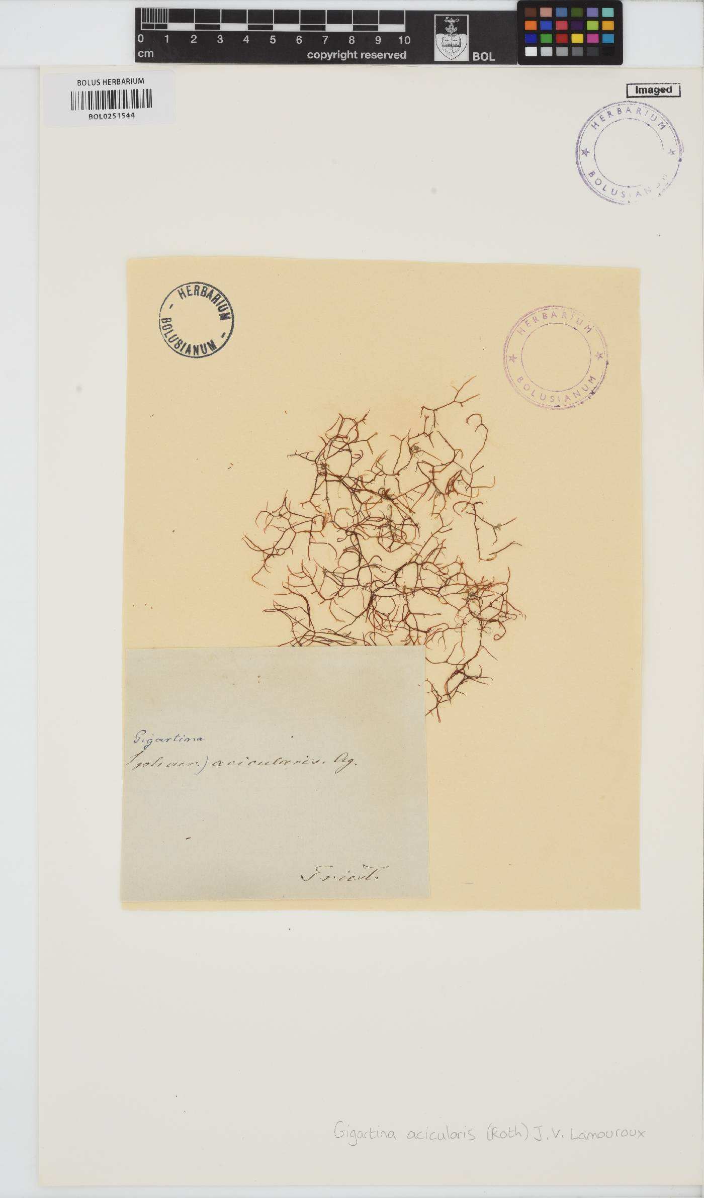 Chondracanthus acicularis image