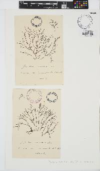 Chondracanthus acicularis image
