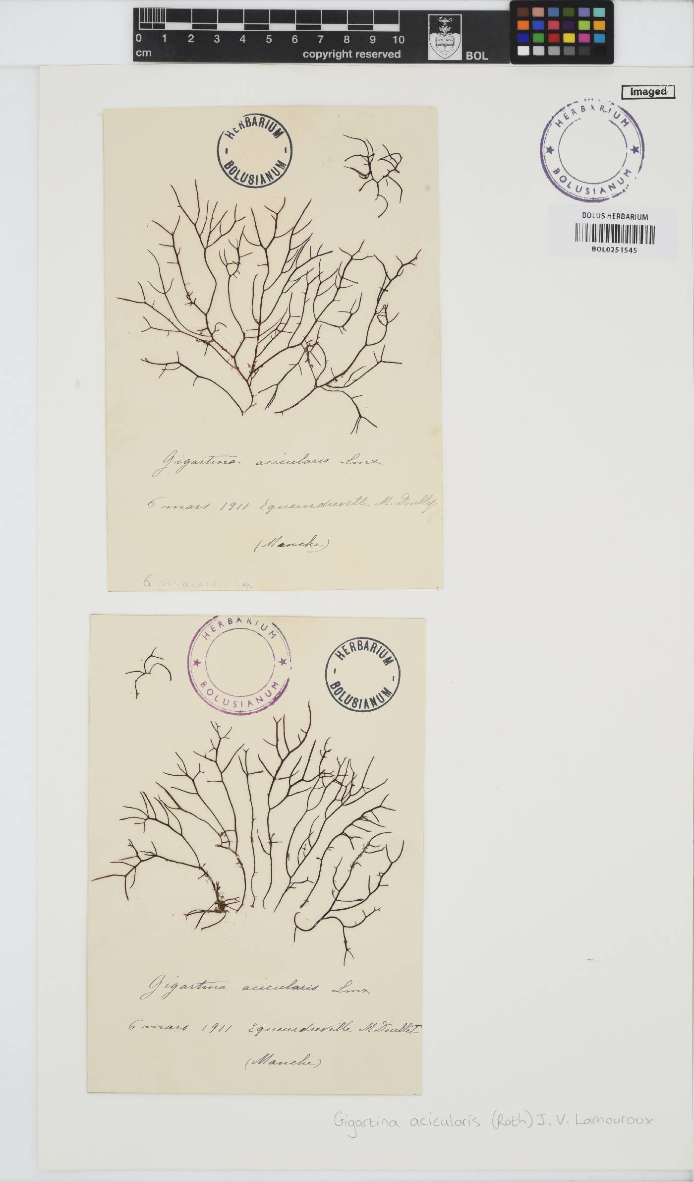 Chondracanthus acicularis image