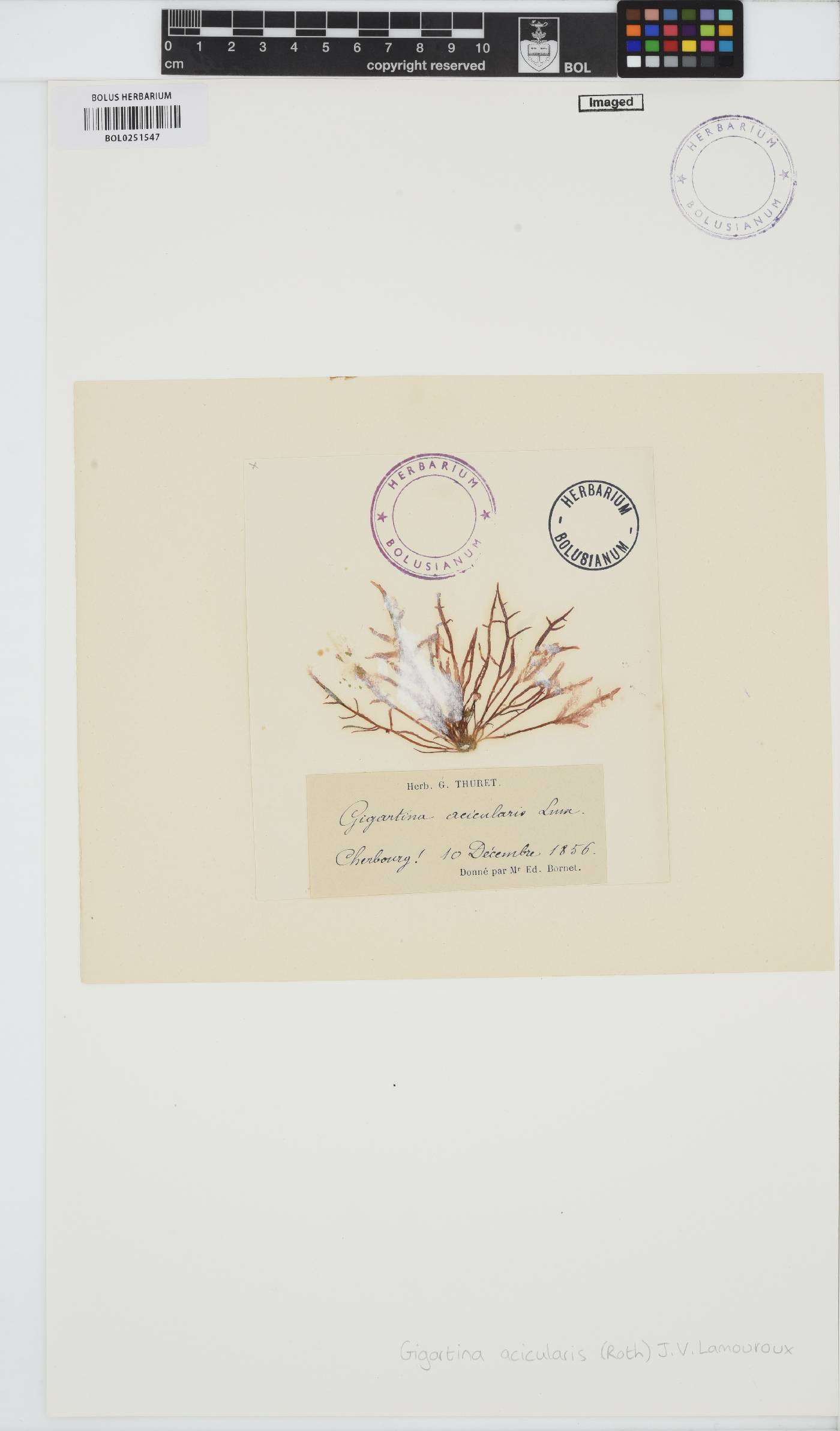 Chondracanthus acicularis image