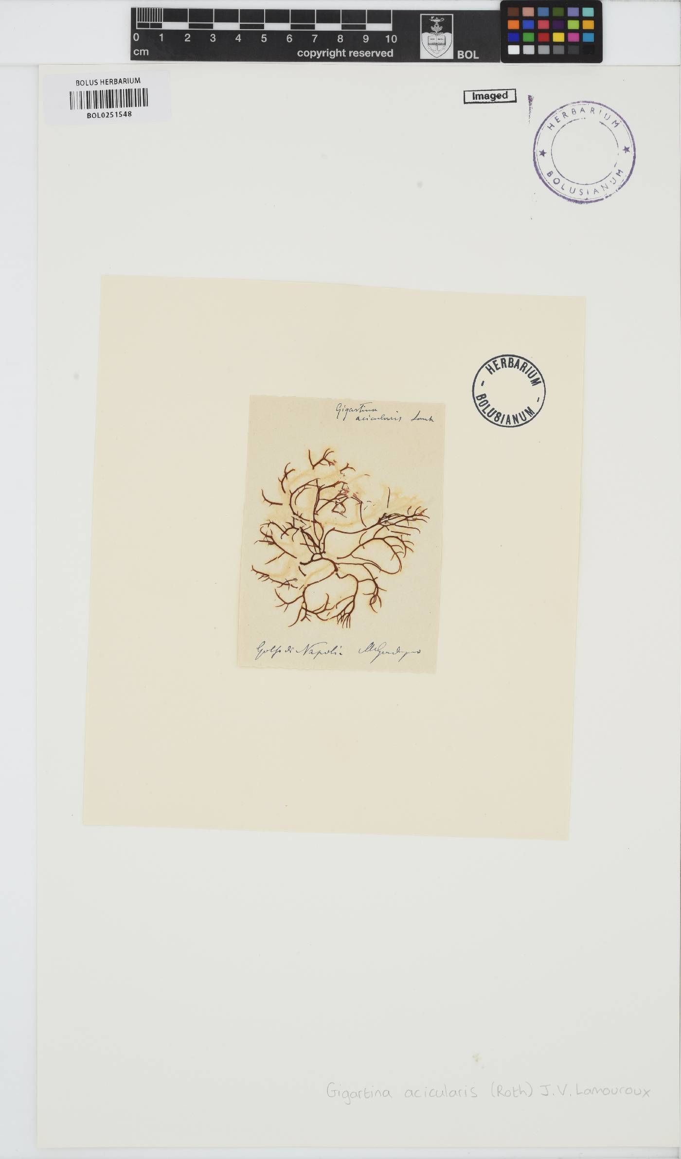 Chondracanthus acicularis image