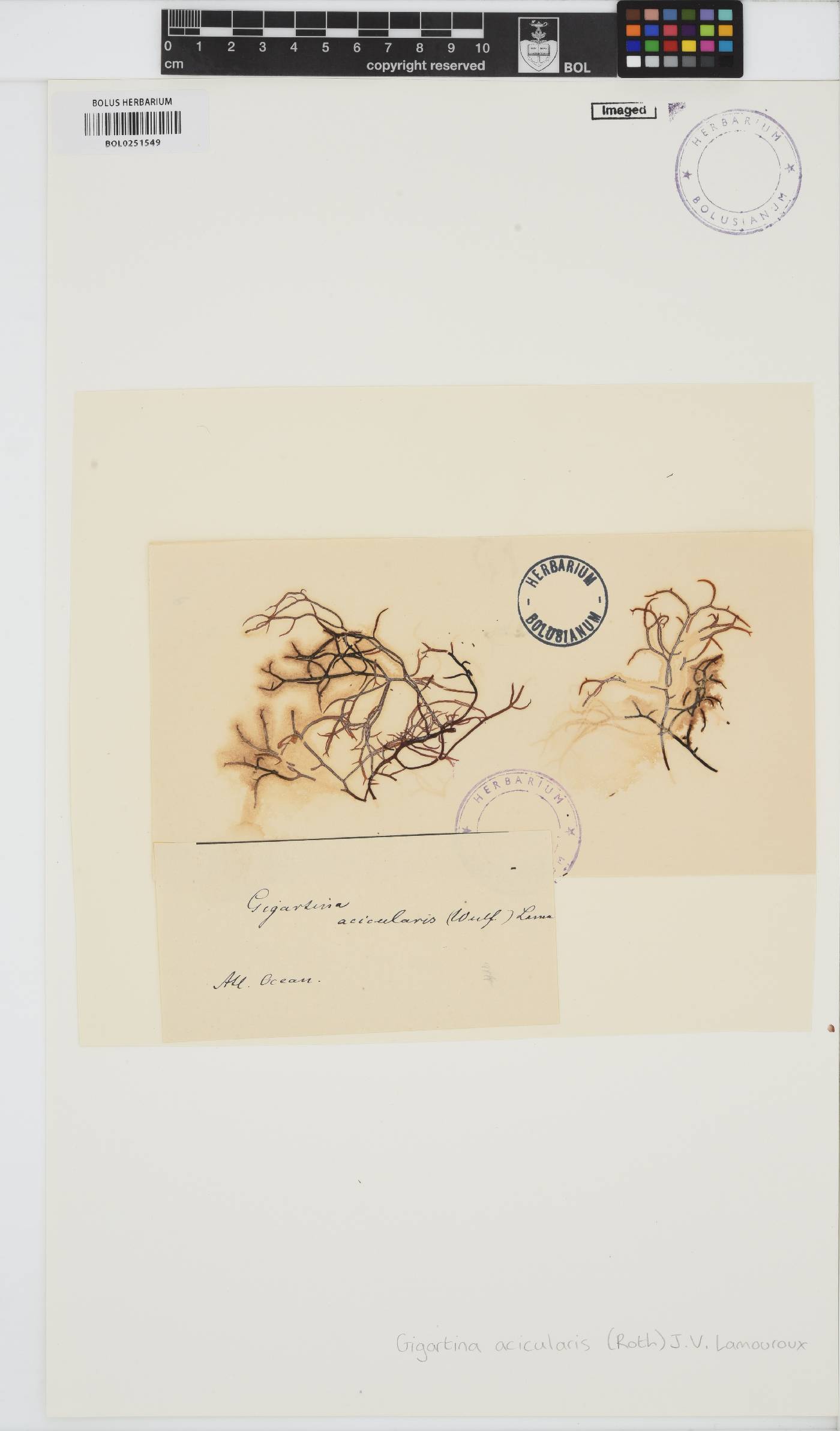 Chondracanthus acicularis image