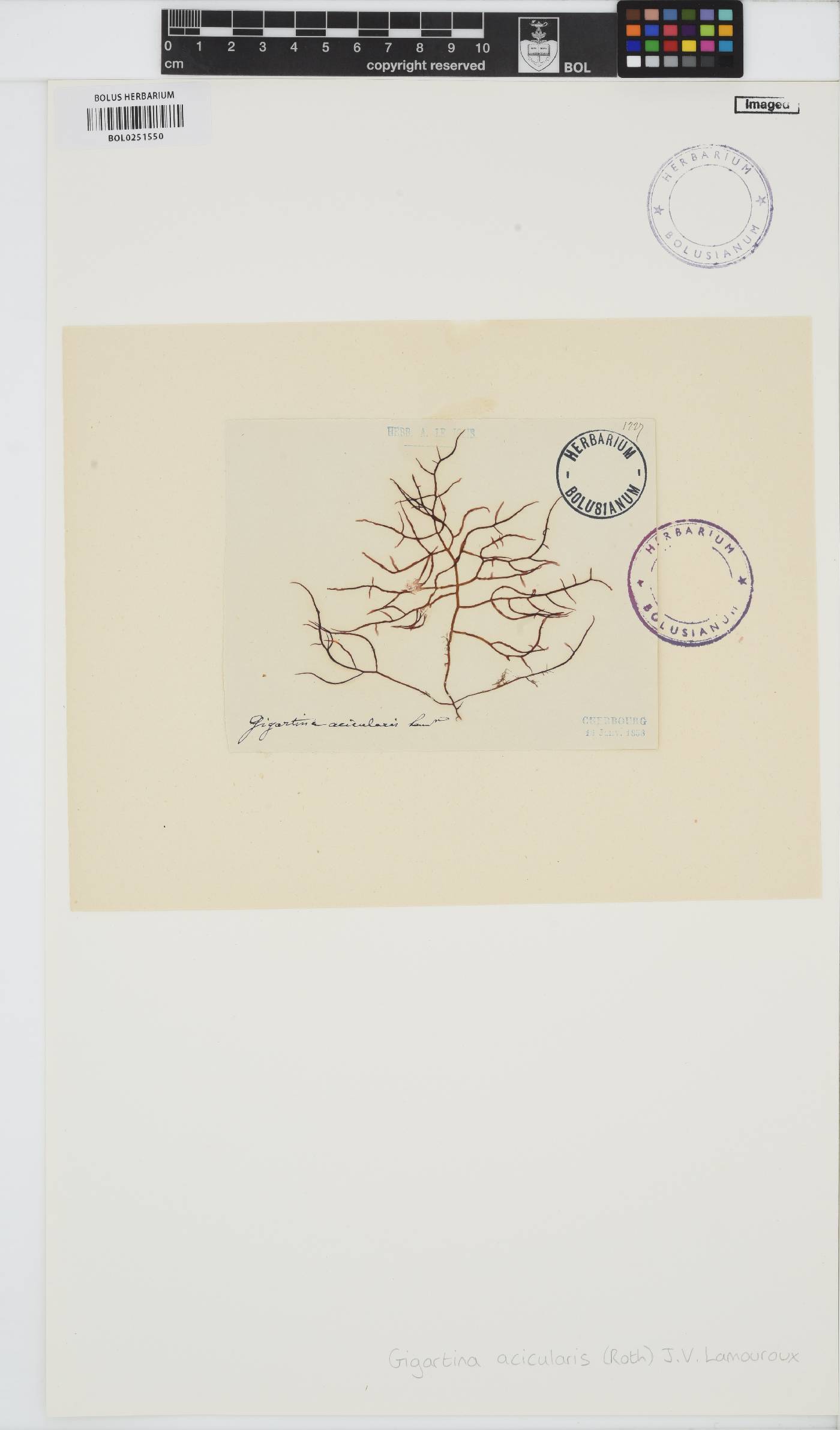Chondracanthus acicularis image