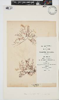 Chondracanthus acicularis image