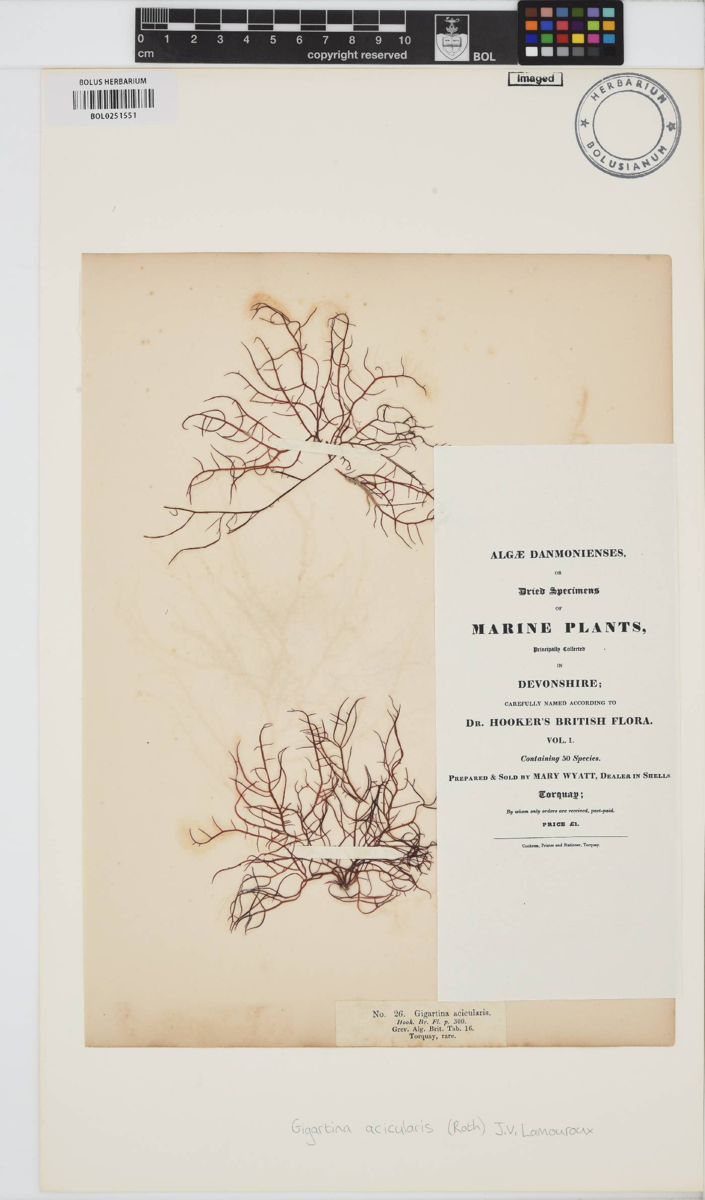 Chondracanthus acicularis image